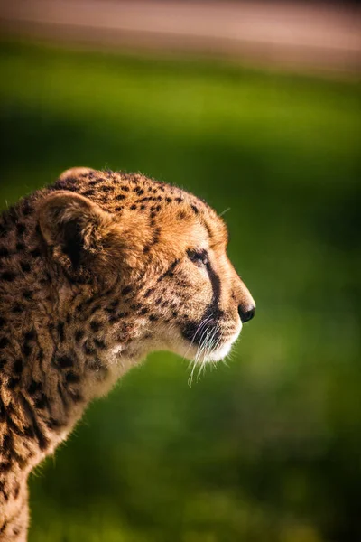 Portrait de guépard sauvage sur les champs verts — Photo