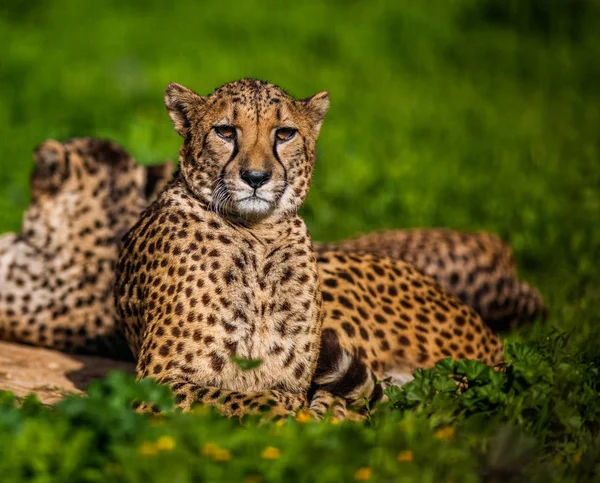 Deux beaux guépard de repos et de bronzage — Photo