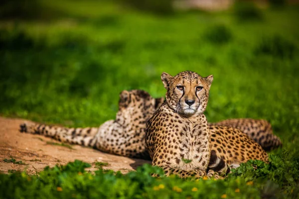 Dos hermosos guepardos descansando y tomando el sol —  Fotos de Stock