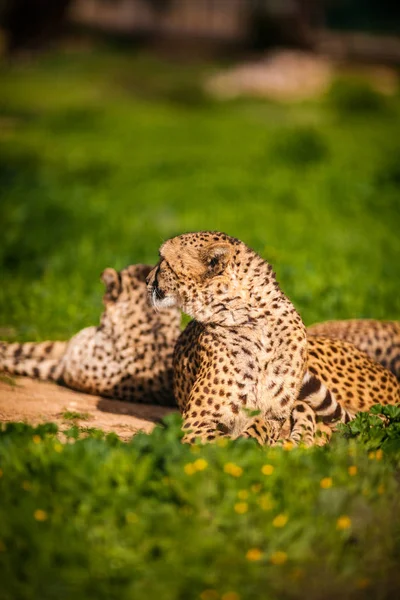 Два гепарда покоятся на зеленой траве — стоковое фото