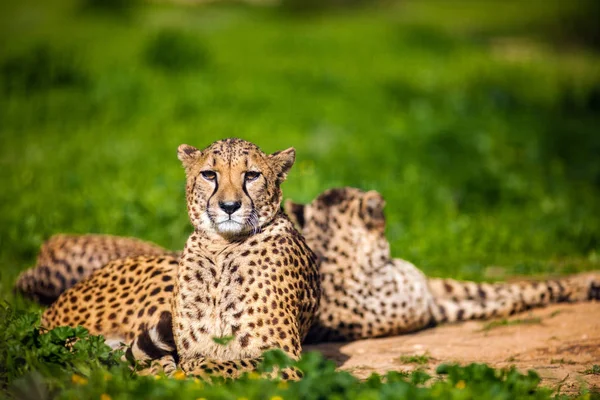 Deux beaux guépard de repos et de bronzage sur herbe verte — Photo