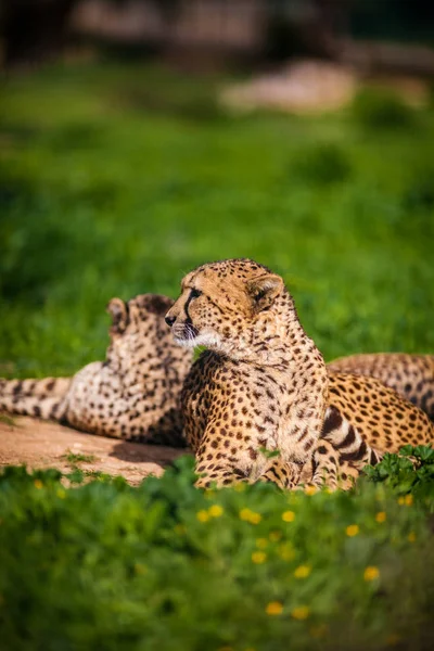Two Beautiful Cheetah 's Resting and Sunbathing — стоковое фото