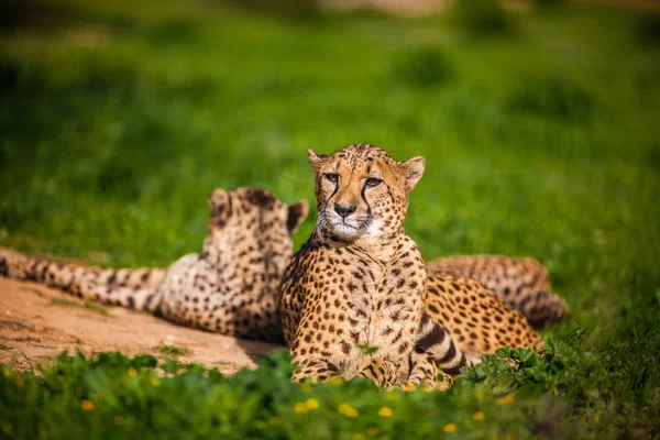 Deux beaux guépard de repos et de bronzage — Photo