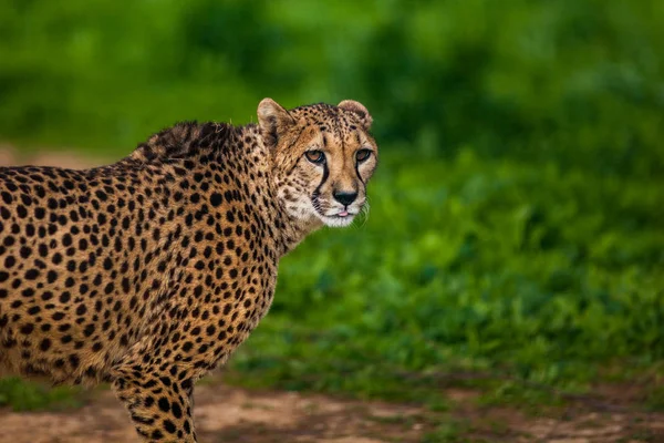 Belle guépard sauvage, Gros plan — Photo