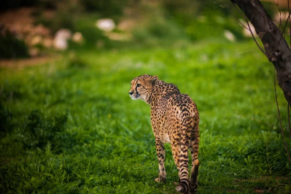 Belle guépard sauvage, Gros plan — Photo