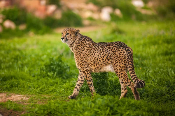 Schöner wilder Gepard aus nächster Nähe — Stockfoto