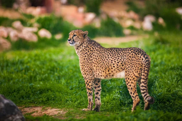 Mooie Wild Cheetah, close-up — Stockfoto