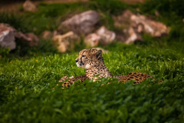 Два прекрасных гепарда отдыхают и загорают на зеленой траве — стоковое фото