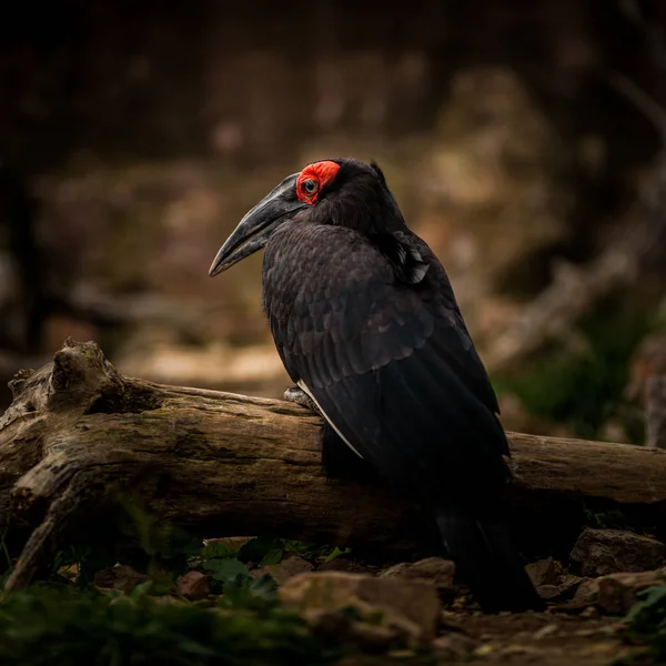 Südlicher Erdhornvogel, bucorvus leadbeateri — Stockfoto