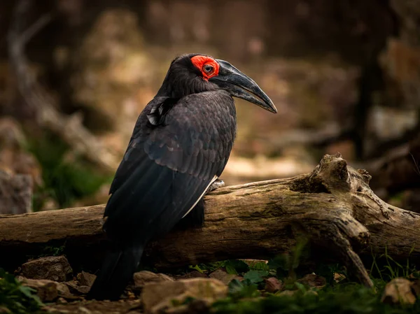 Calabrone di terra meridionale, Bucorvus leadbeateri — Foto Stock