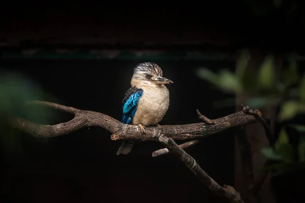 Dacelo leachii, 31 год, Blue winged Kookaburra — стоковое фото