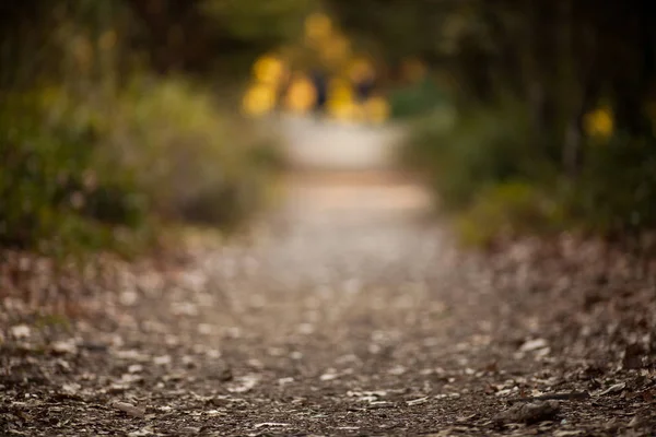 Hintergrundbild des Weges im Wald, mit einer Linse, die — Stockfoto