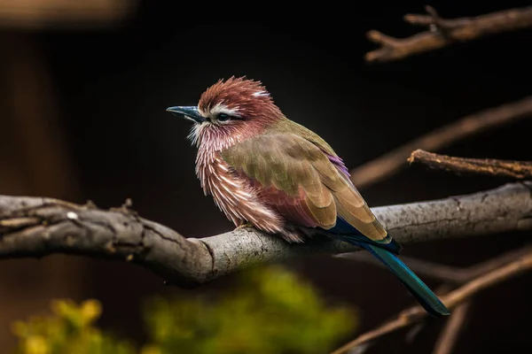 Uccello rullo viola, Coracias Naevius — Foto Stock