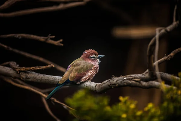 Пурпурная птица-роллер, Корасиас Невиус — стоковое фото