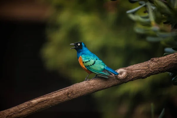 Royal Starling, o Golden Breasted Starling, Lamprotornis regius — Foto Stock