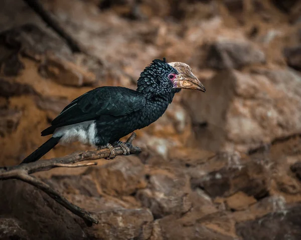 Srebrzyste policzki Hornbill, Bycanistes brevis — Zdjęcie stockowe