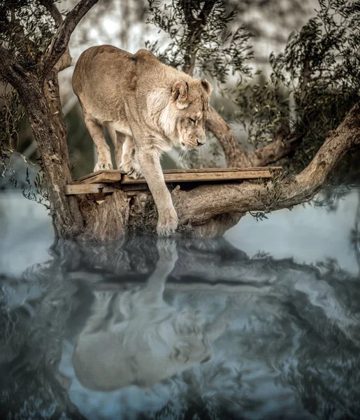 Jeune lion sur un arbre à l'intérieur d'un lac, voir sa réflexion sur Image En Vente