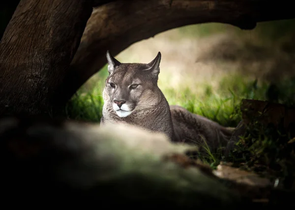 Young Puma resting under tree, Close up — Stock Photo, Image