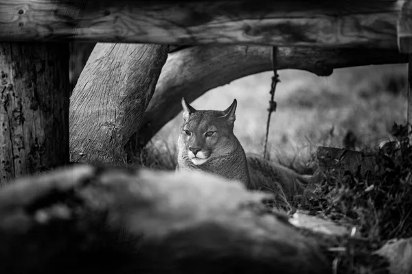 Young Puma resting under tree, Close up in Black and White — Stock Photo, Image