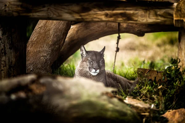 Young Puma resting under tree, Close up — Stock Photo, Image