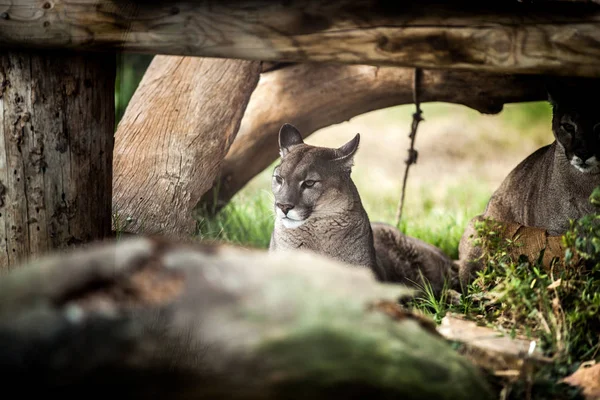 Young Puma resting under tree, Close up — Stock Photo, Image