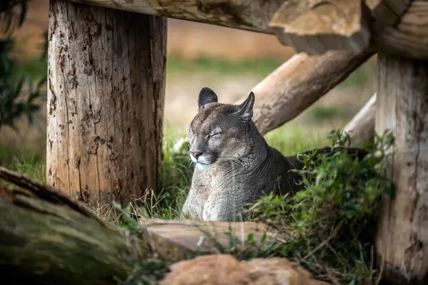 Young Puma resting under tree, Close up — Stock Photo, Image