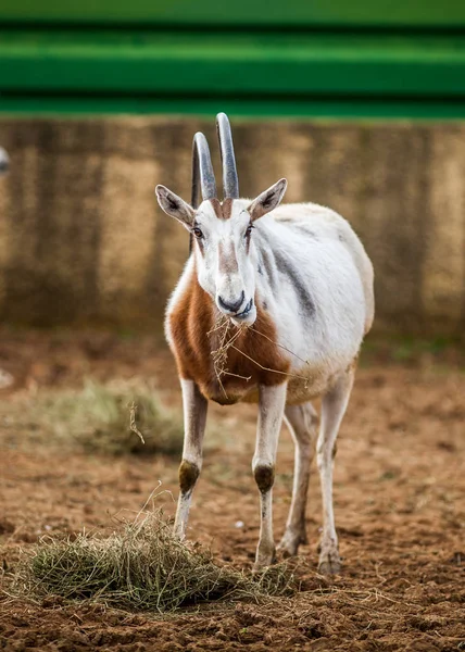 Scimitar Oryx rohatou, zblízka — Stock fotografie