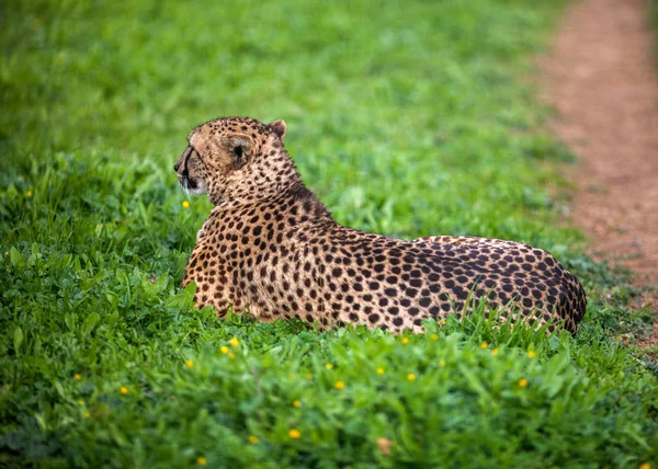 Schöner wilder Gepard, der auf grünen Feldern ruht, aus nächster Nähe — Stockfoto