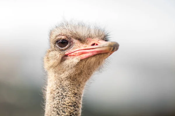 Портрет страуса, крупным планом — стоковое фото