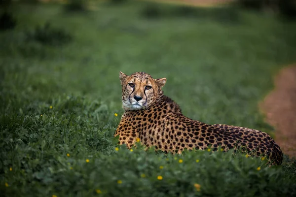 Beau guépard sauvage reposant sur des champs verts, Gros plan — Photo