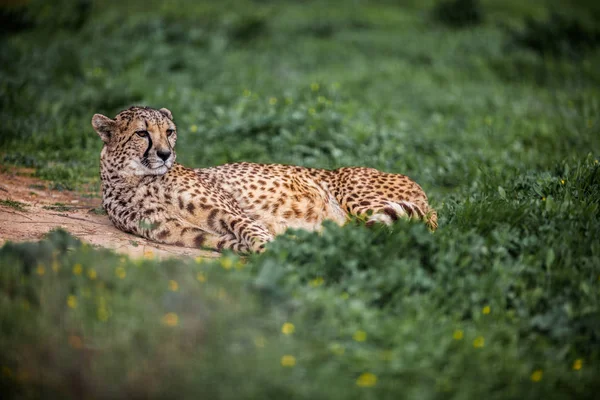 Mooie Wild Cheetah rustend op groene velden, Close up — Stockfoto