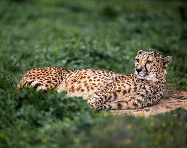 Guepardo salvaje hermoso descansando en campos verdes, Primer plano —  Fotos de Stock