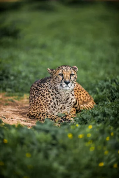 Beau guépard sauvage reposant sur des champs verts, Gros plan — Photo