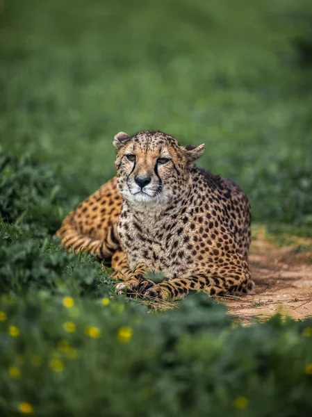 Cheetah selvagem bonita descansando em campos verdes, Close up — Fotografia de Stock