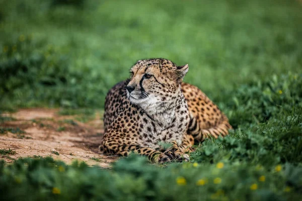 Beau guépard sauvage reposant sur des champs verts, Gros plan — Photo