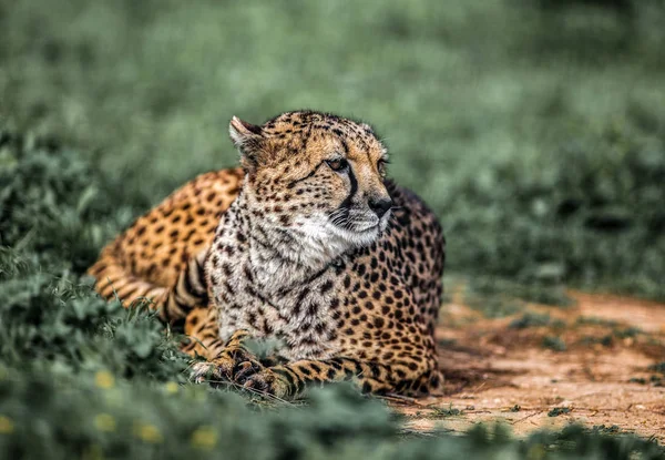 Piękne dzikie Cheetah spoczywała na zielone pola, Close up — Zdjęcie stockowe