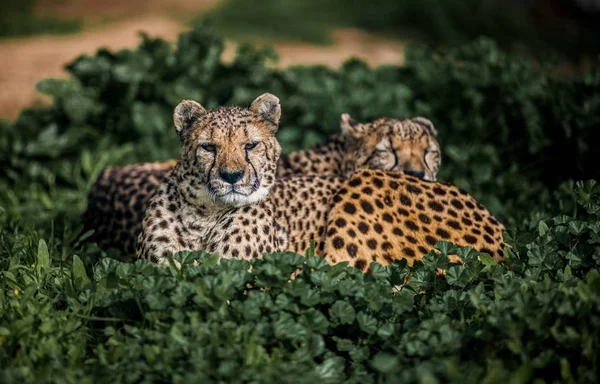 Two Beautiful Wild Cheetahs resting on green fields, Close up — Stock Photo, Image