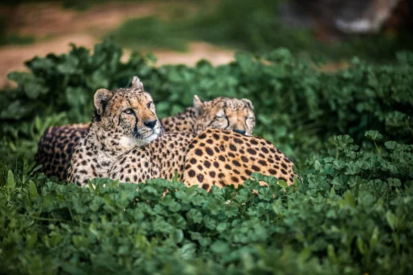 Dos guepardos salvajes hermosos descansando en campos verdes, Primer plano —  Fotos de Stock