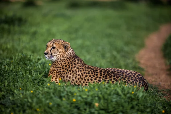 Дикий гепард, отдыхающий на зеленых полях, закроется — стоковое фото
