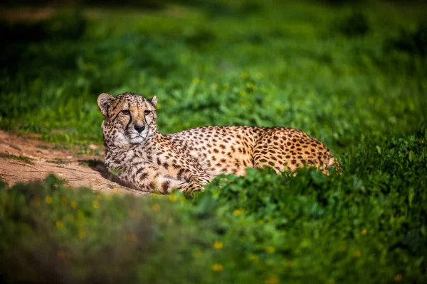 Schöner wilder Gepard, der auf grünen Feldern ruht, aus nächster Nähe — Stockfoto