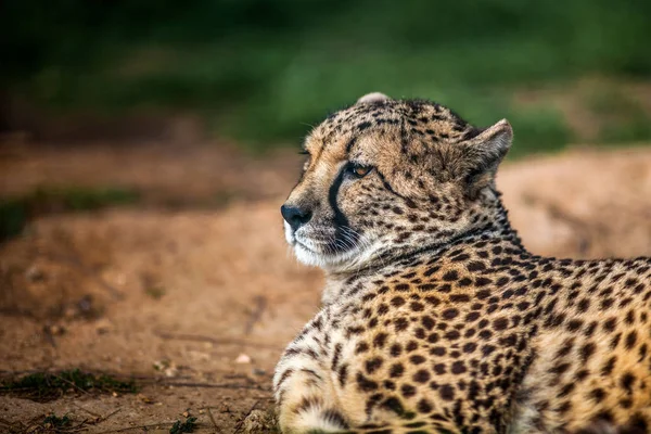 Mooie Wild Cheetah rustend op groene velden, Close up — Stockfoto