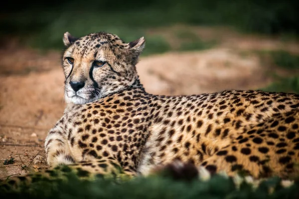 Дикий гепард, отдыхающий на зеленых полях, закроется — стоковое фото