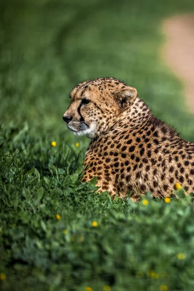 Krásný divoký gepard spočívající na zelené pole, zavřít nahoru — Stock fotografie