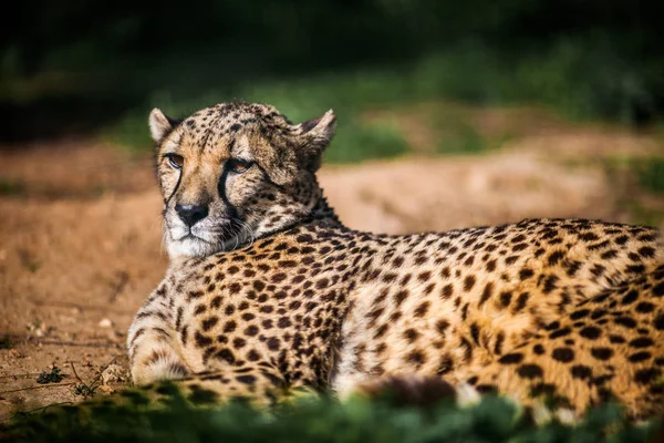 Mooie Wild Cheetah rustend op groene velden, Close up — Stockfoto