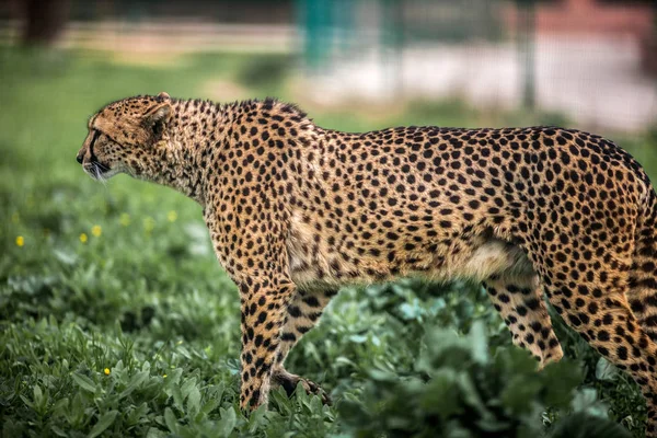 Дикий гепард осторожно гуляет по зеленым полям — стоковое фото