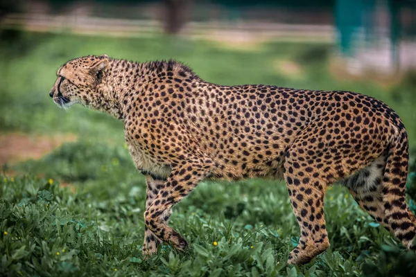 Guepardo salvaje hermoso caminando con cuidado en los campos verdes, Primer plano — Foto de Stock