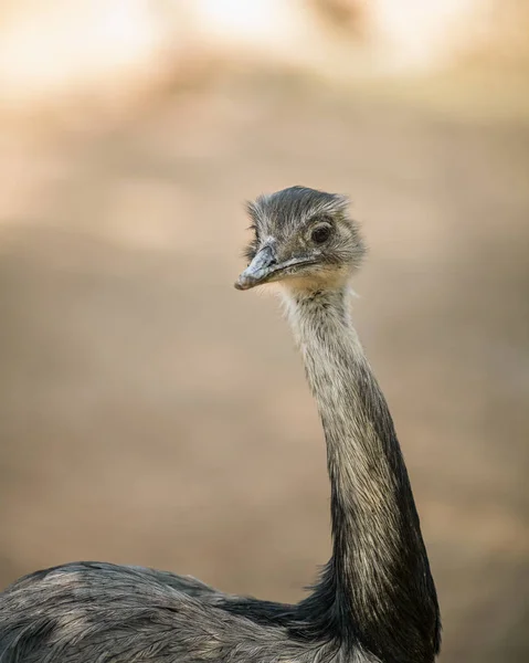 Портрет молодого страуса, крупным планом — стоковое фото