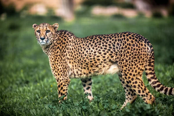 Beautiful Wild Cheetah walking careful on green fields, Close up — Stock Photo, Image