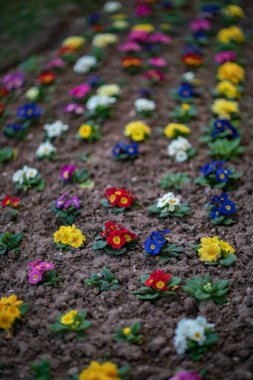 Farklı renklerde küçük Bahçe şehir güzel çiçekler