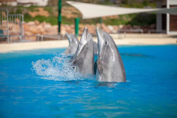 水で遊ぶイルカのグループ — ストック写真